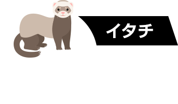 イタチ